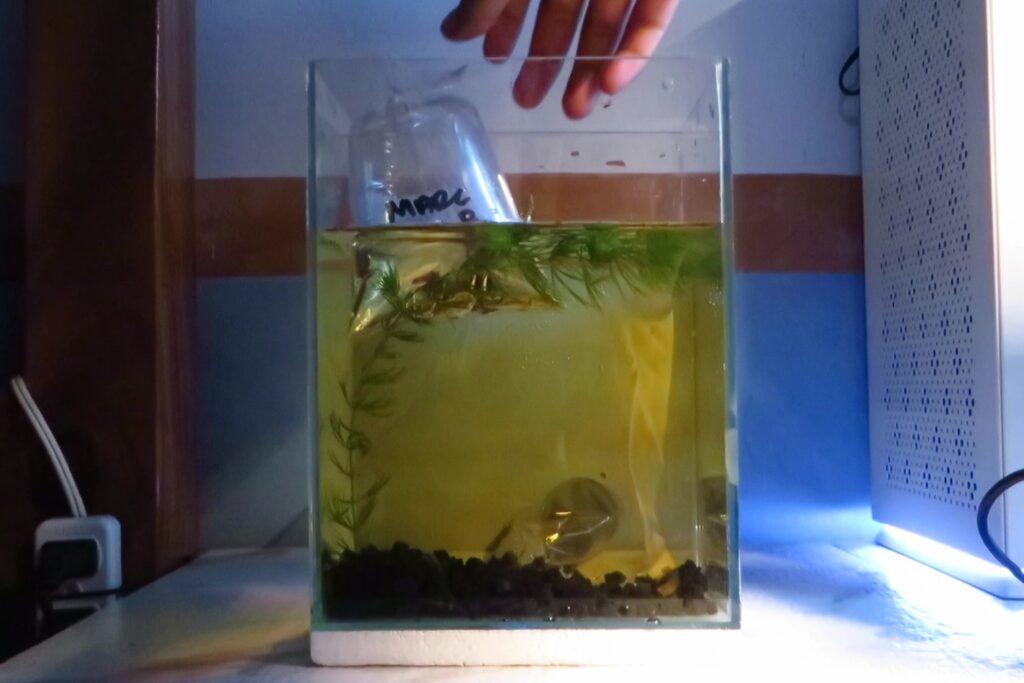 Acclimating the fish before release | PetBetta.com