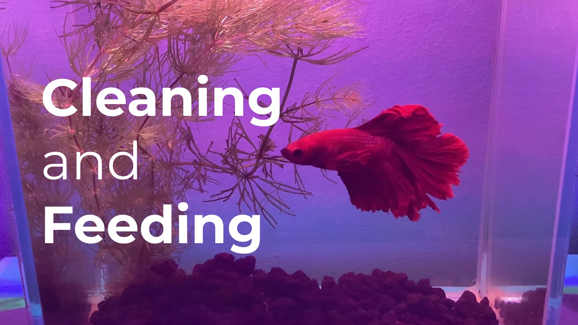 Cleaning the Tank and Feeding the Fish | PetBetta.com