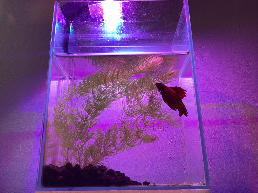 My Betta fish tank | PetBetta.com Cleaning the Tank and Feeding the Fish