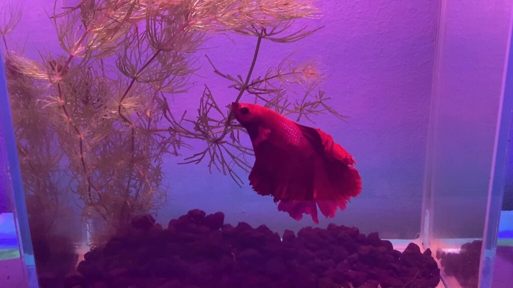 Super red half-moon Betta fish | PetBetta.com